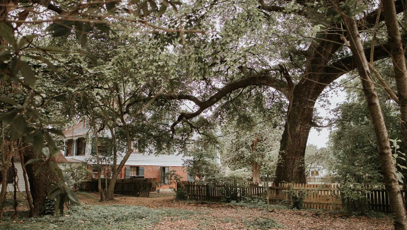 A tranquil backyard scene featuring large trees, fallen leaves, and a house in the background.