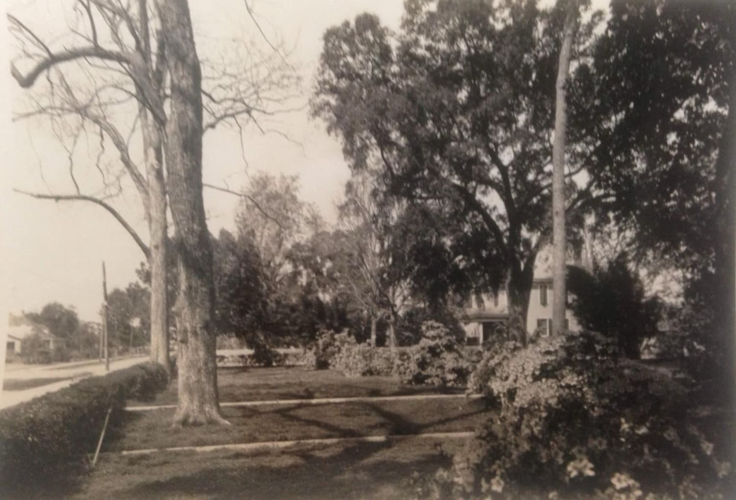 A black-and-white photograph depicting a tree-lined street with a house visible in the background.