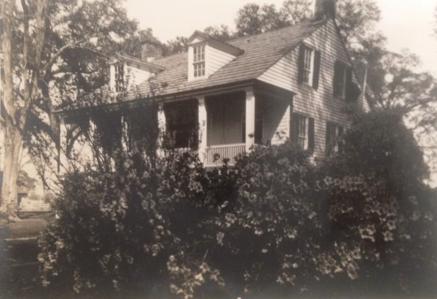 A vintage photograph of a house partially obscured by overgrown foliage.