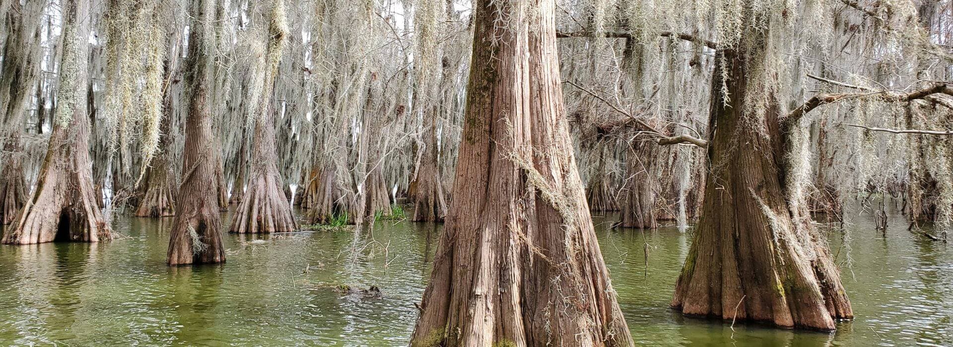 A tranquil swamp scene featuring cypress trees draped in Spanish moss above still water.